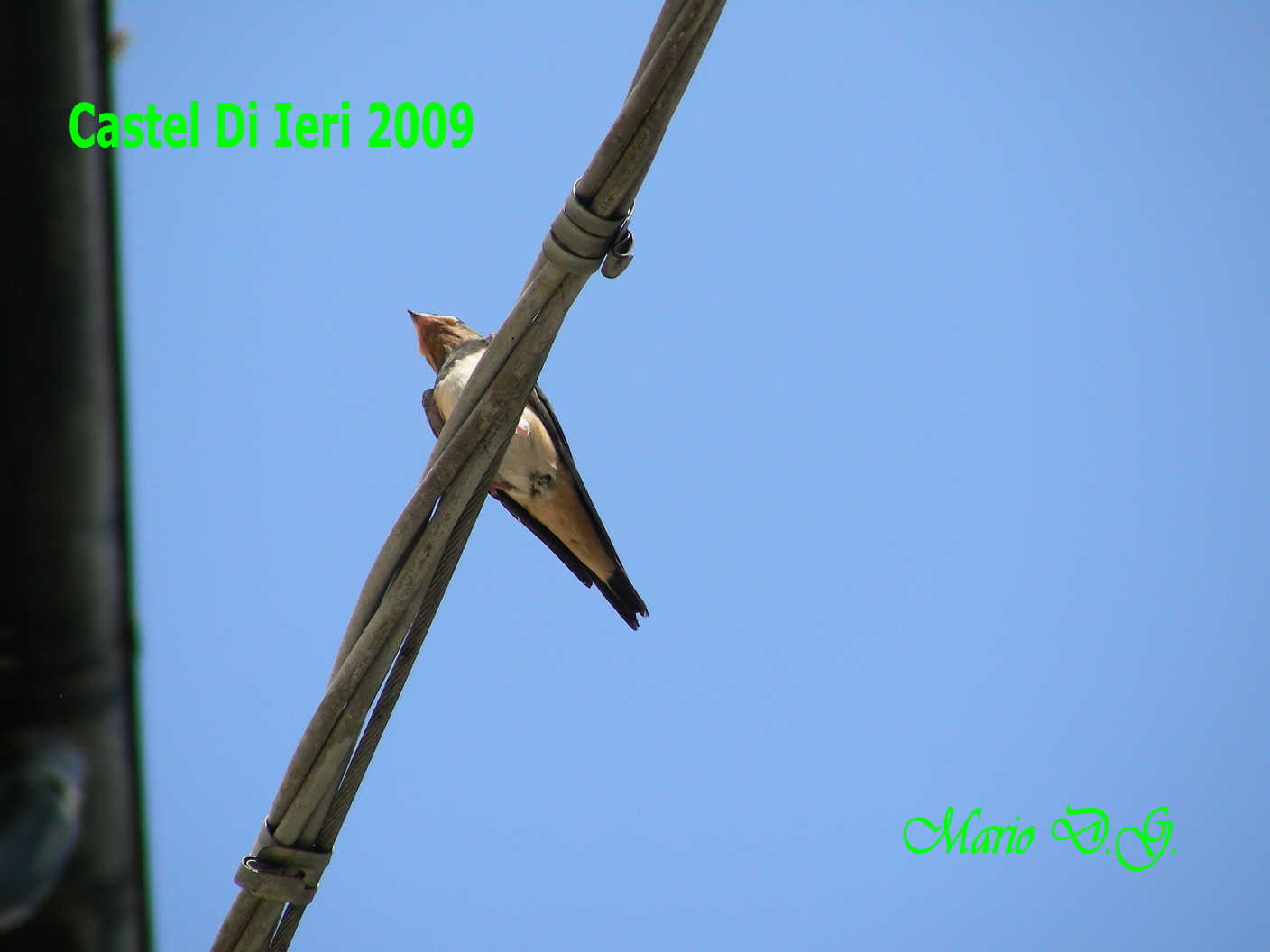 Hirundo rustica